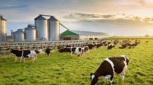 Complete Feeding & Management Plan for Dairy Success