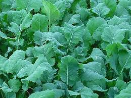 Start Small, Earn Big: A Beginner's Guide to Vegetable Farming