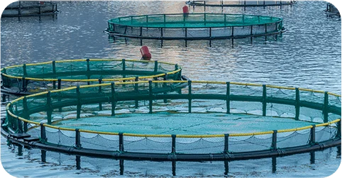 Start Small, Grow Big: A Beginner's Guide to Aquaculture