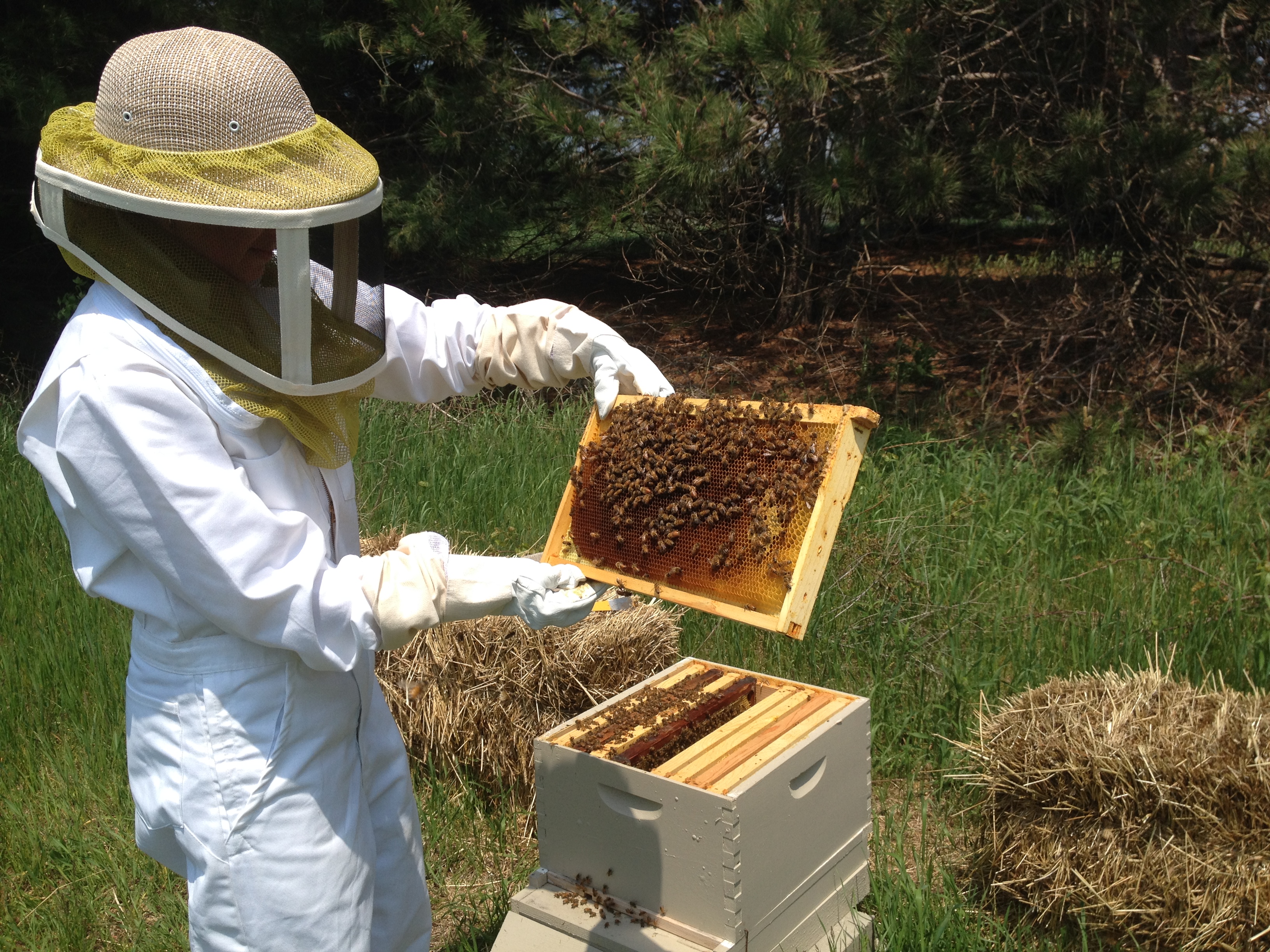 Beekeeping for Beginners: How to Start With One Hive
