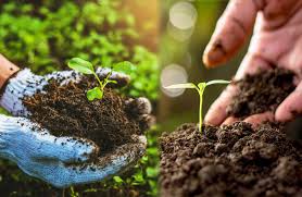 Organic Farming for Beginners: How to Start Without Chemicals