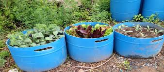 Container Gardening: Grow Crops in Buckets and Boxes